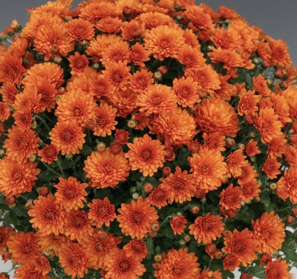 23 мультифлора branbeach orange