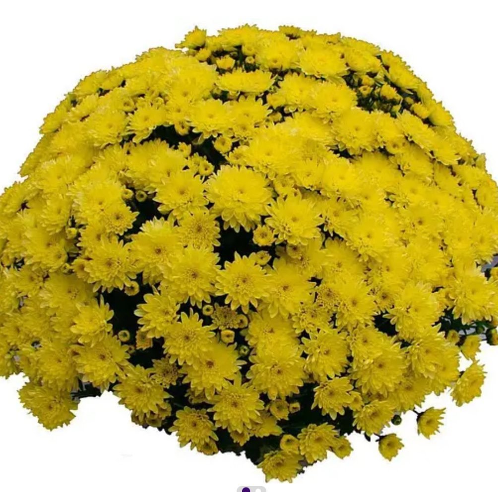 24 мультифлора bran yellow
