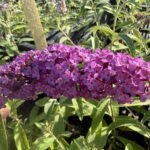 Будлея Роял Ред