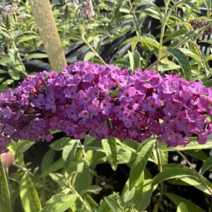 Будлея Роял Ред