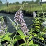 Будлея фіолетова