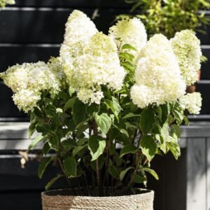 Гортензія волотиста Шугар Раш ‘Sugar rush’ Гортензія волотиста Шугар Раш ‘Sugar rush’