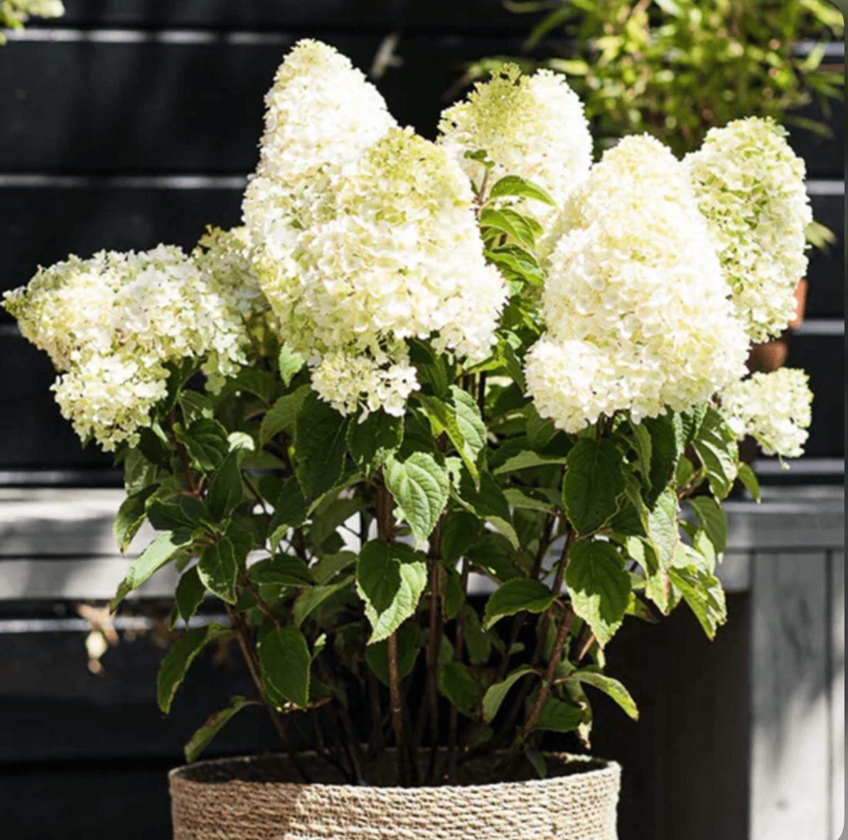 Гортензія волотиста Шугар Раш ‘Sugar rush’ Гортензія волотиста Шугар Раш ‘Sugar rush’