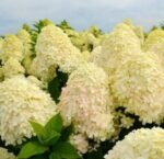 Гортензія волотиста Шугар Раш ‘Sugar rush’ Гортензія волотиста Шугар Раш ‘Sugar rush’