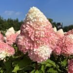 Гортензія волотиста Pink & Rose