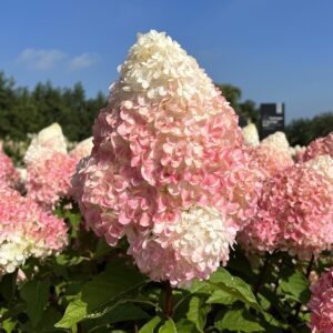 Гортензія волотиста Pink & Rose