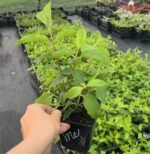 Гортензія волотиста Ванілла Фрейз 'Vanille Fraise'