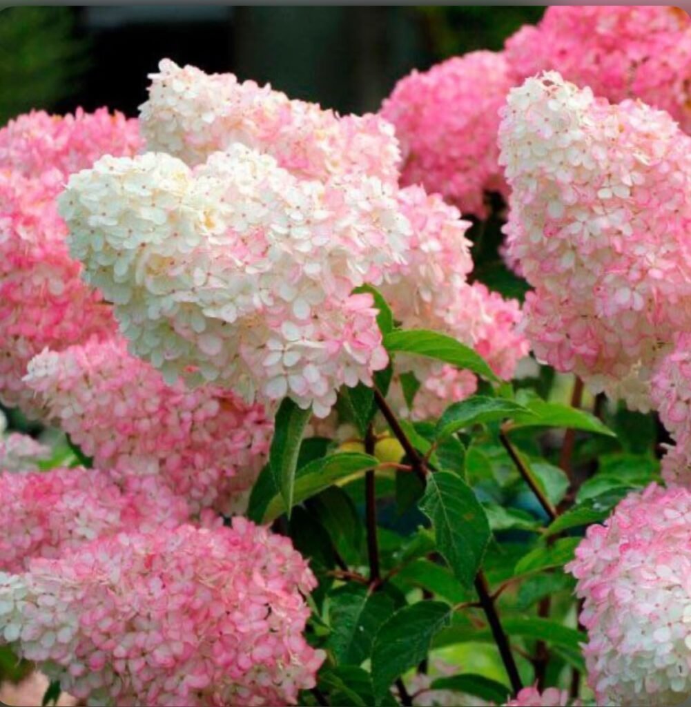 Гортензія волотиста Ванілла Фрейз 'Vanille Fraise'