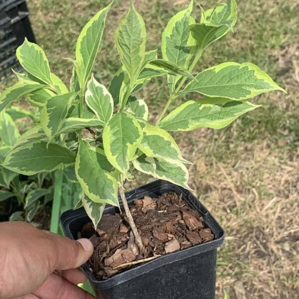 Вейгела Nana Variegata