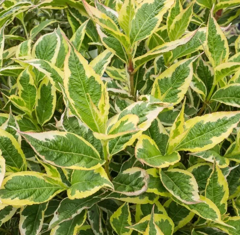 Вейгела Nana Variegata