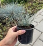 Вівсяниця сиза ТОВАР ТИЖНЯ🔥 Вівсяниця сиза ТОВАР ТИЖНЯ🔥