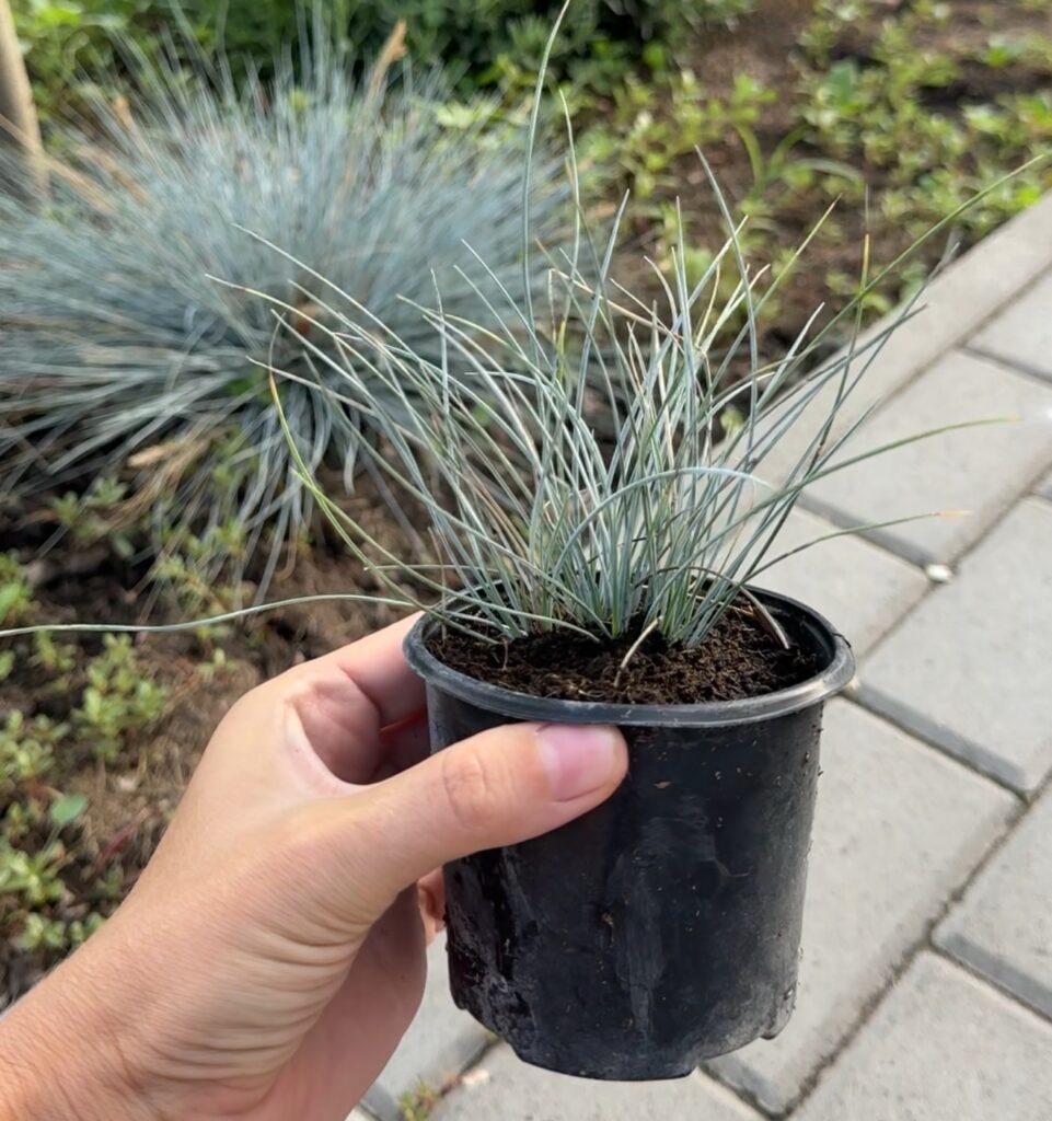 Вівсяниця сиза ТОВАР ТИЖНЯ🔥 Вівсяниця сиза ТОВАР ТИЖНЯ🔥