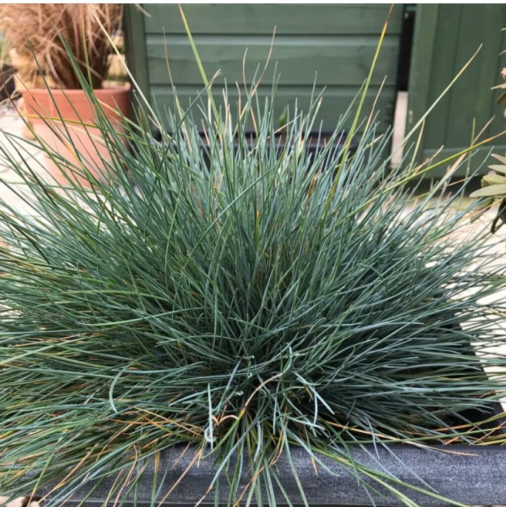 Вівсяниця сиза ТОВАР ТИЖНЯ🔥 Вівсяниця сиза ТОВАР ТИЖНЯ🔥