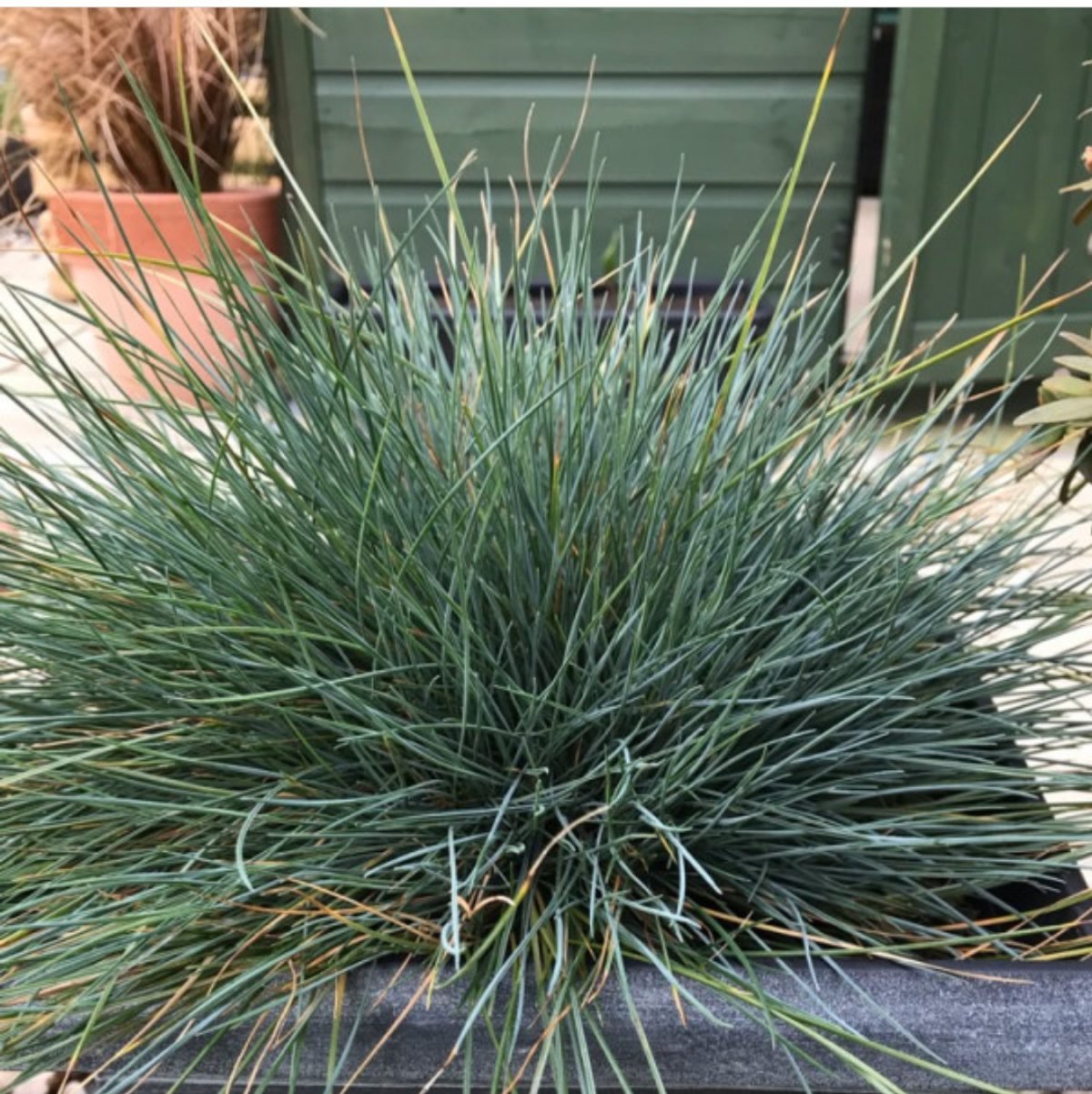 Вівсяниця сиза ТОВАР ТИЖНЯ🔥 Вівсяниця сиза ТОВАР ТИЖНЯ🔥