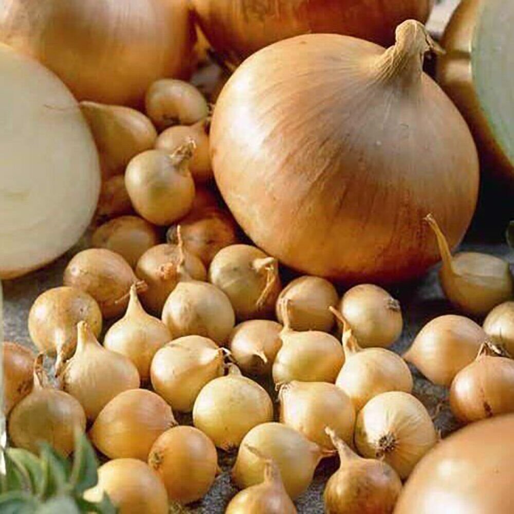 Озима цибуля сіянка Радар, 0,5кг