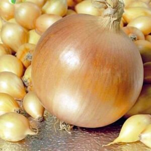 Озима цибуля сіянка Геркулес, 0,5кг