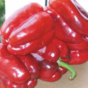 Перець Клаудіо F1, 10шт Перець Клаудіо F1, 10шт