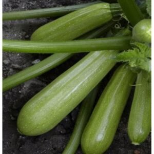Кабачок Аміно F1, 5шт Кабачок Аміно F1, 5шт