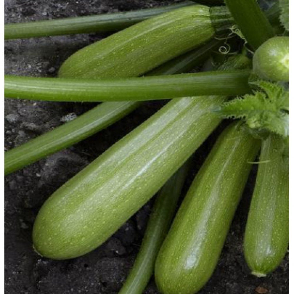 Кабачок Аміно F1, 5шт Кабачок Аміно F1, 5шт