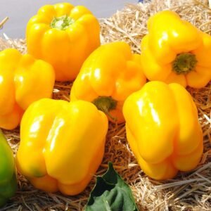 Перець Люмос F1, 10 шт