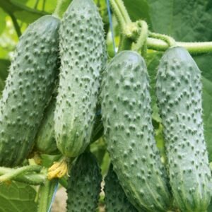 Огірок Мірабелл F1, 10 шт