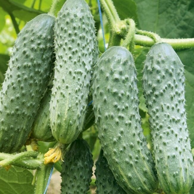 Огірок Мірабелл F1, 10 шт Огірок Мірабелл F1, 10 шт