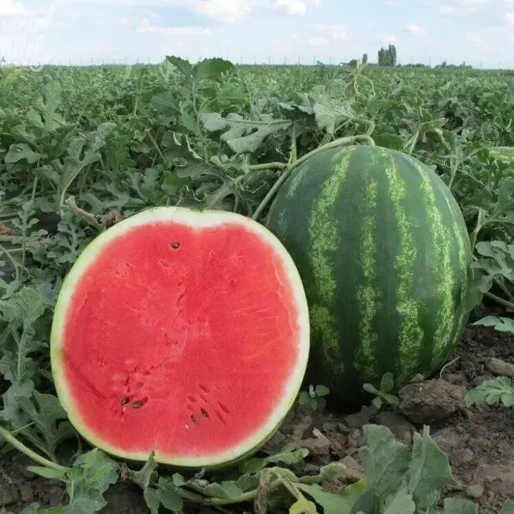 Кавун Талісман F1, 5шт