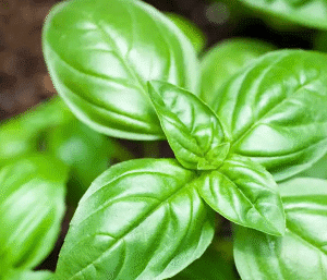 Базилік Грін Дом, 1г