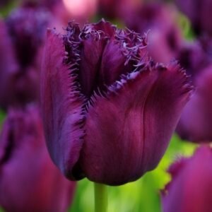 Тюльпан оторочений Curly Sue, 12+ Тюльпан оторочений Curly Sue, 12+