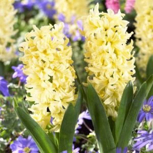 Гіацинт City of Haarlem Гіацинт City of Haarlem