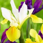 Ірис Hollandica Symphony Ірис Hollandica Symphony