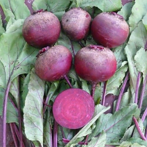 Буряк Детройт, 5г