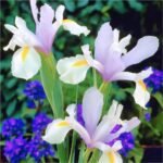 Ірис Hollandica Carmen, 7/8 Ірис Hollandica Carmen, 7/8