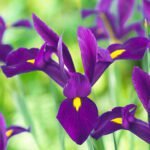 Ірис Hollandica Purple Sensation