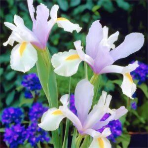 Ірис Hollandica Carmen, 7/8