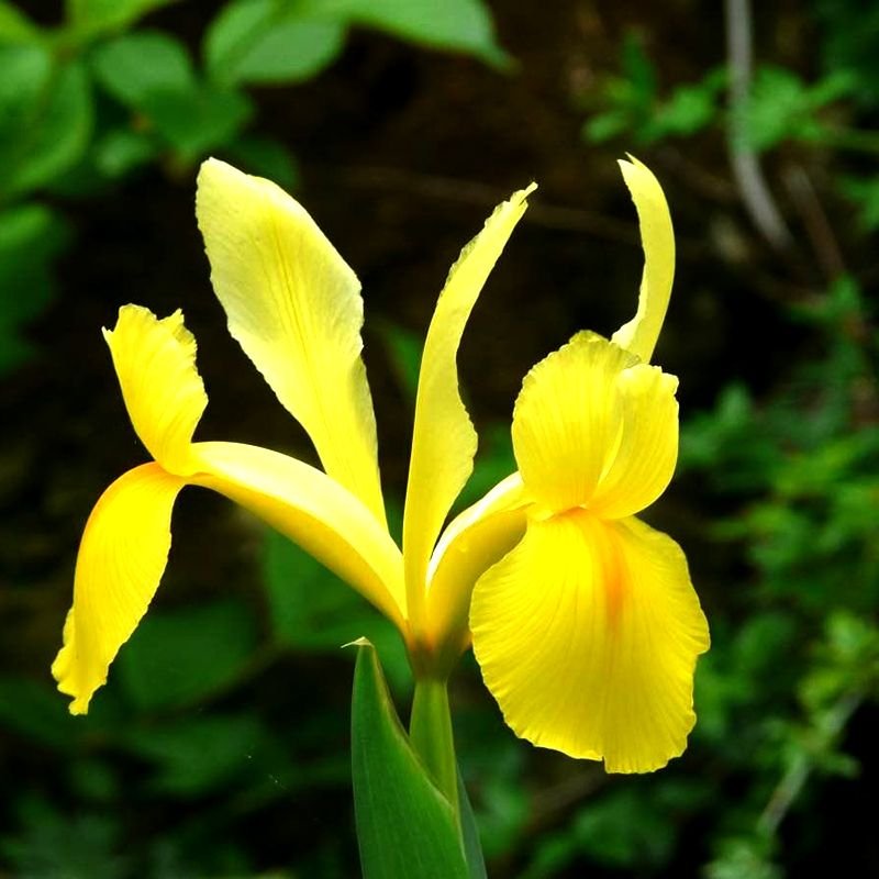 Ірис Hollandica Royal Yellow