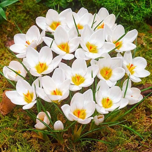 Ботанічний крокус Ard Schenk