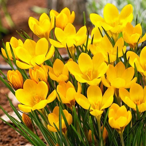 Ботанічний крокус Dorothy