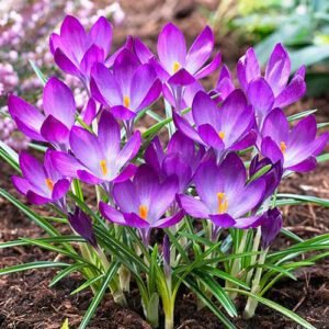 Ботанічний крокус Ruby Giant