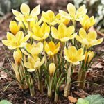 Ботанічний крокус Romance