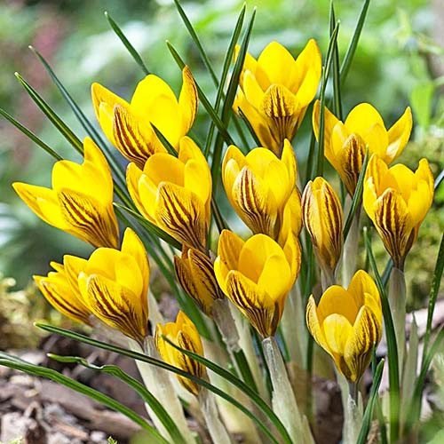 Ботанічний крокус Fuscotinctus