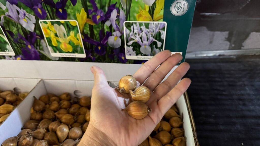 Ірис Hollandica Carmen, 7/8