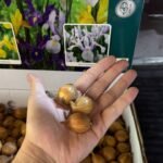 Ірис Hollandica Carmen, 7/8 Ірис Hollandica Carmen, 7/8