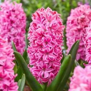 Гіацинт Rosario