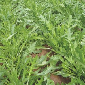 Рукола Триція, 0,5г