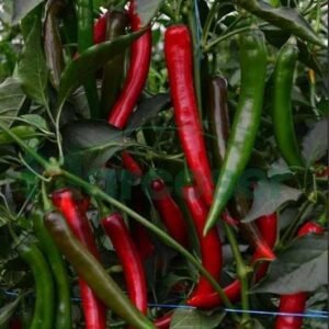 Перець гострий Сахем F1 Перець гострий Сахем F1