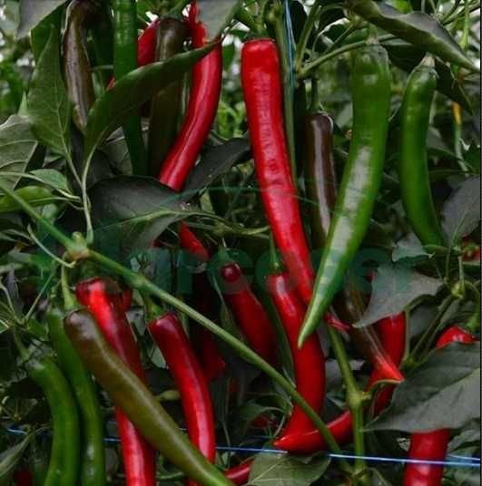 Перець гострий Сахем F1