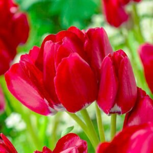 Тюльпан Багатоквітковий Fiere Club, 11/12