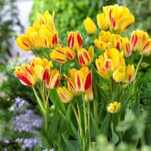 Тюльпан Багатоквітковий Sunshine Club, 11/12