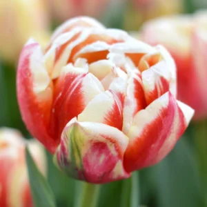 Тюльпан махровий Bed of Roses, 12+